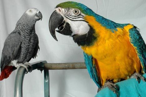 Papagaios de arara falante, cacatuas, cinzas africanos, amazonas e ovos férteis disponíveis