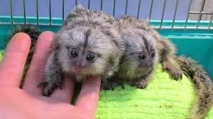 Macacos sagui machos e fmeas bonitos