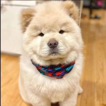 Filhotes de Chow Chow Saudveis Disponveis
