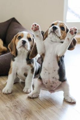 Filhotes de Beagle disponveis