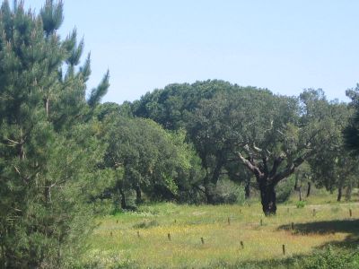 Bela herdade - excelente localizao