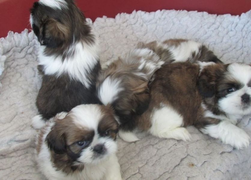 Hermosos cachorros de Shih Tzu