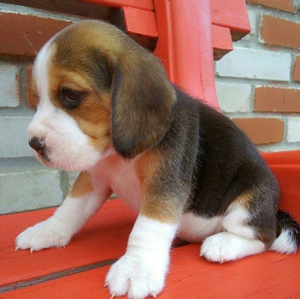 Filhotes Beagle adestrando o penico