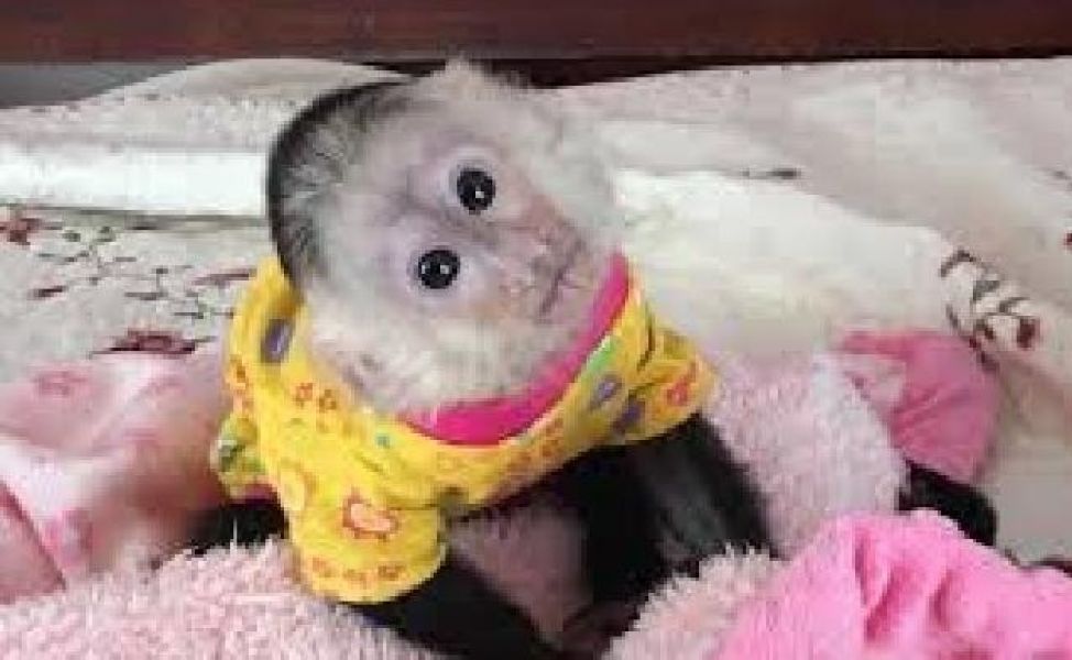 Preciosos monos capuchinos bebé a la venta