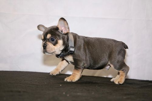 Lindo Bulldog Francs -