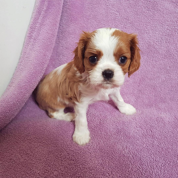 Filhotes de Reg Cavalier King Charles Spaniel