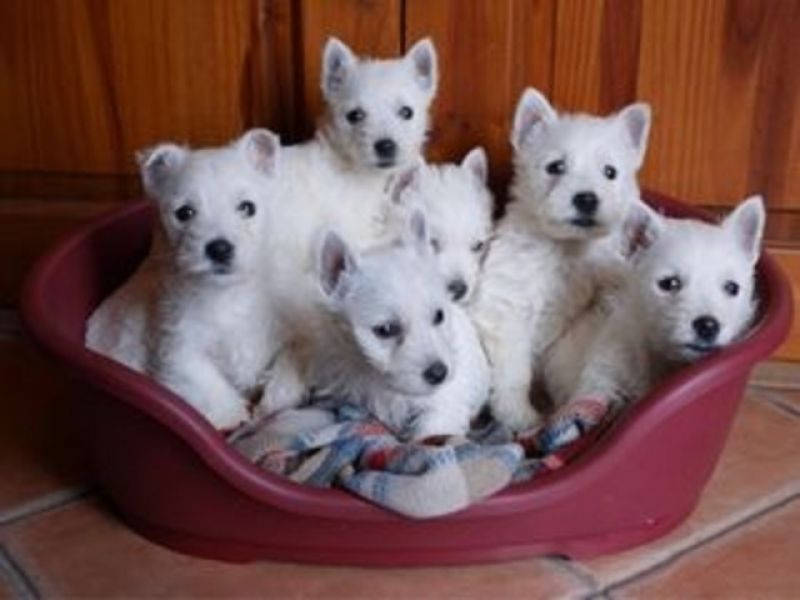 Lindos filhotes de cachorro West Highland Terrier