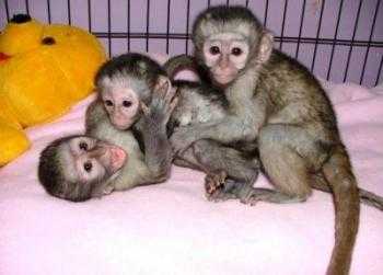 Lêmure, macaco-prego, macaco de esquilo e chimpanzés bebês 