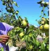 Ofereo Trabalho na apanha da Fruta 
