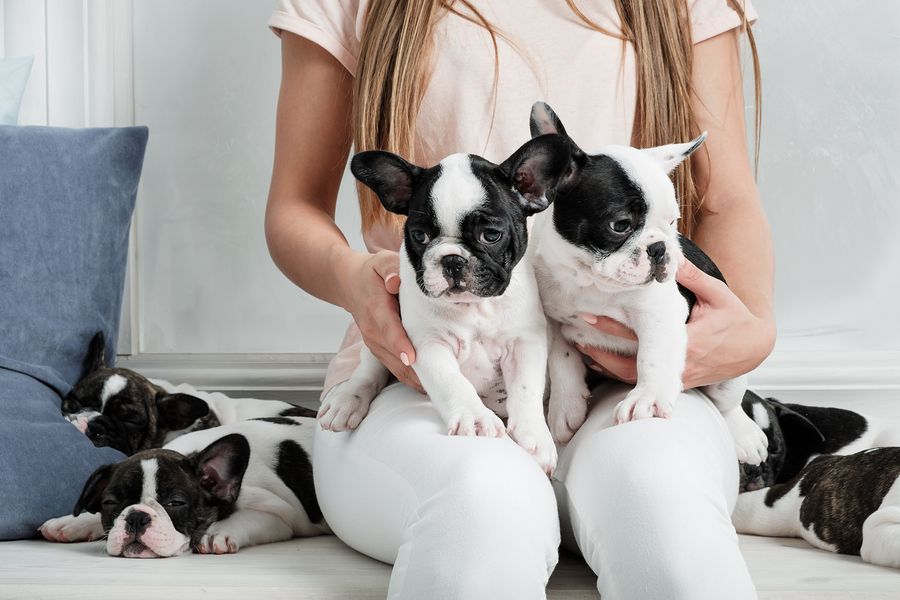 Gratis  os filhotes de Bulldog Francs mais inteligentes para adoo