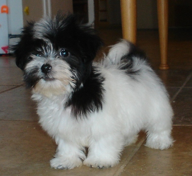 Filhotes de bichon hav