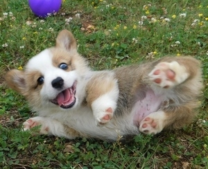 KC Pembroke Welsh Corgi Filhotes