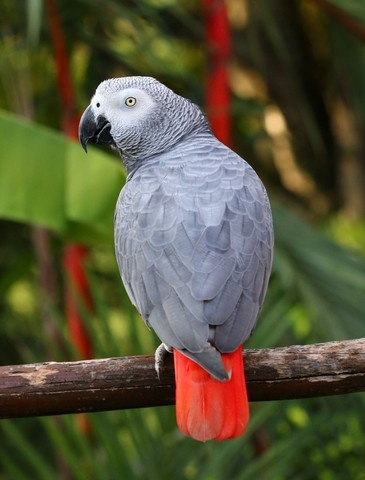 Baby African greys pronto agora