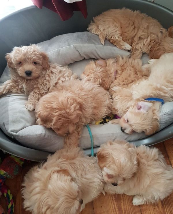 Lindos filhotes de Maltipoo.