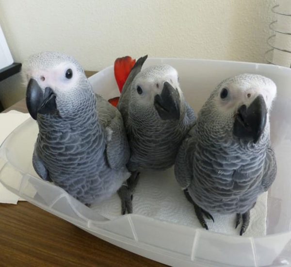 Filhotes de papagaio e ovos férteis à venda