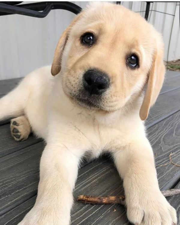 Filhotes cremosos de Labrador Retriever