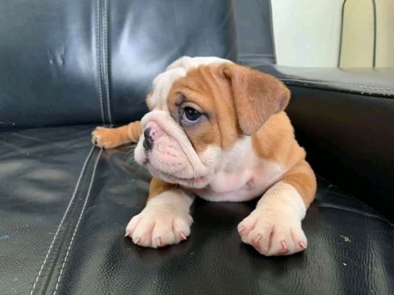 Buldogue ingls fofo para adoo
