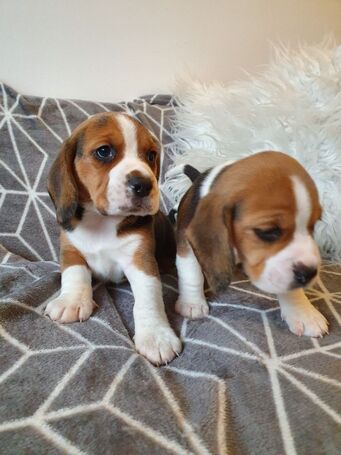 Filhotes de beagle