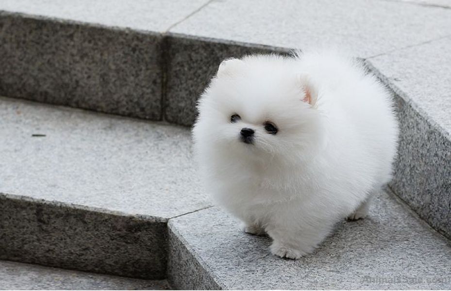 Filhotes de cachorro da Pomernia