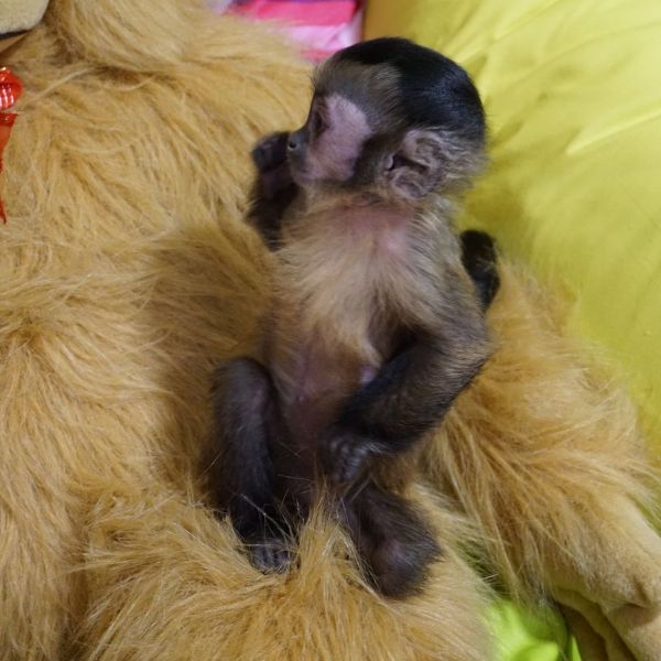 Lindos macacos-prego disponveis