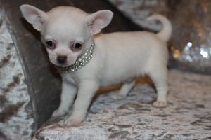Cachorro Chihuahua Fmea Amigvel