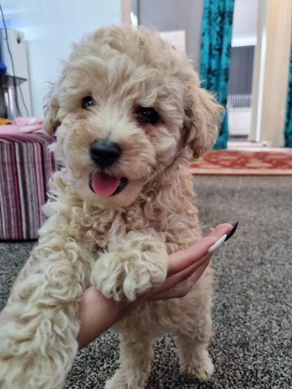 Lindos filhotes de Maltipoo.