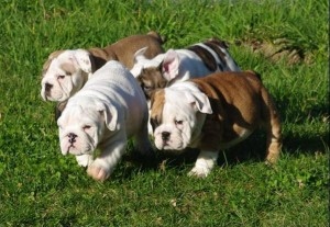 Filhotes de bulldog ingls