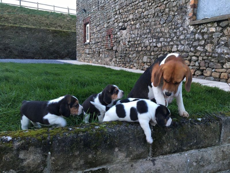 Filhotes de Beagle disponíveis para adoção.