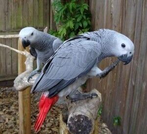 Dois Papagaios-do-Congo para adoção