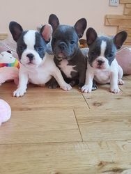 Filhotes de buldogue francs