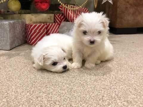 Puppies de Joo maltês disponíveis