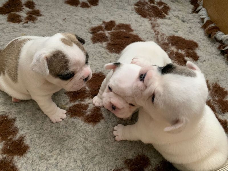 Bulldog francs pronto para nova famlia