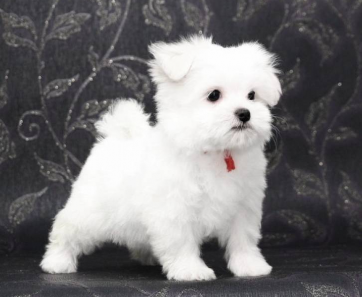 Lindos filhotes da Bichon Malts machos e fmeas disponveis