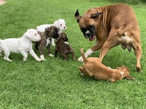 Boxer lindo disponvel