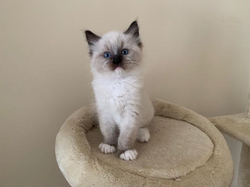 Gatinhos Ragdoll para adoo disponveis