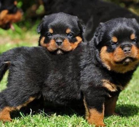 Filhotes de raa Rottweiler