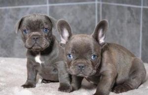 Filhotes de buldogue francs azul prontos agora.