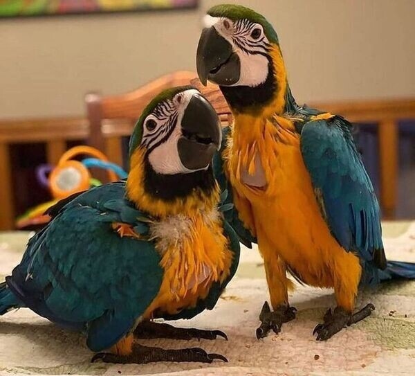  Papagaios Arara Azul e Dourado