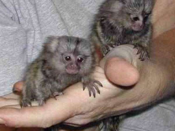 Macacos sagüis dedo de bebê à venda