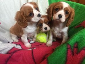 Filhotes de Cavalier King Charles testados para a sade