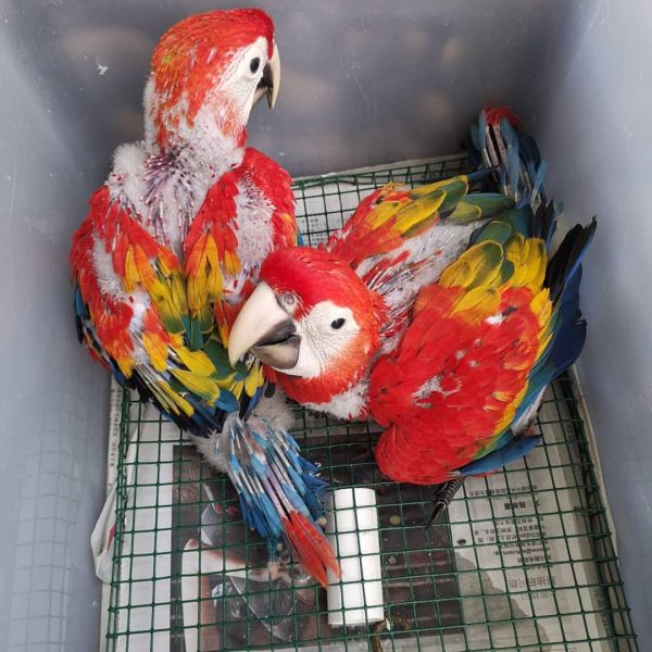  Papagaios Arara Azul e Dourado