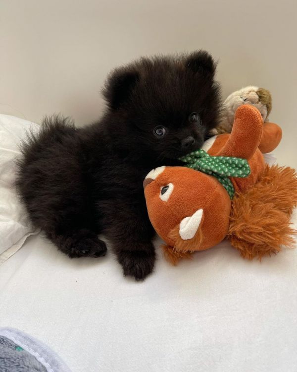 Lulu da Pomernia