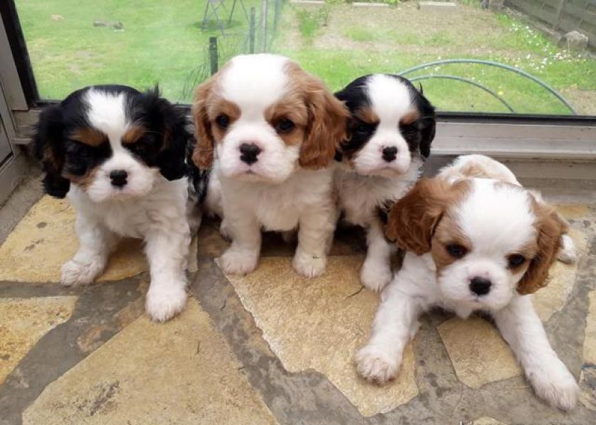 Eu dou meus lindos filhotes de Cavaliers King Charles