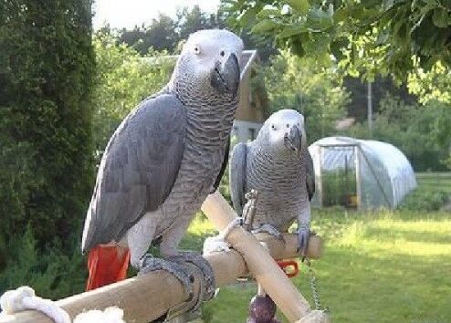 Papagaios do Congo Africano Grey para amantes de pássaros e para crianças.