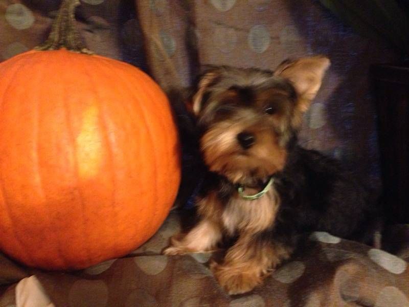 Adorveis ​​filhotes de cachorro Yorkie AKC 12 semanas