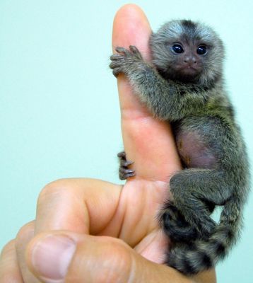 Pequenos macacos para venda.