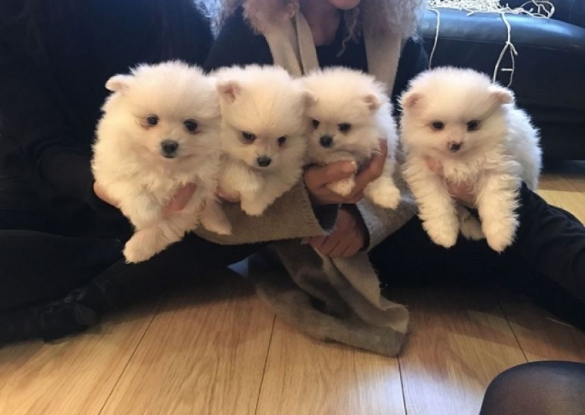 Cachorros de Pomerania de juguete muy dulces y encantadores