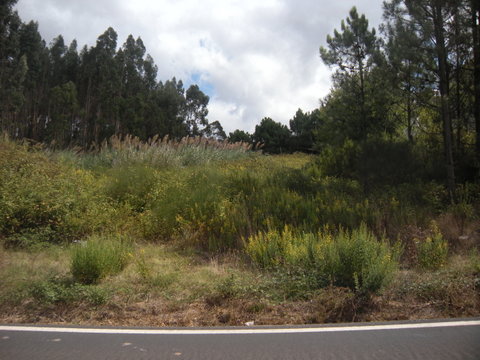 Terreno com 3.100m e viabilidade de construo para uma moradia.  Inserido na malha urbana, em espa