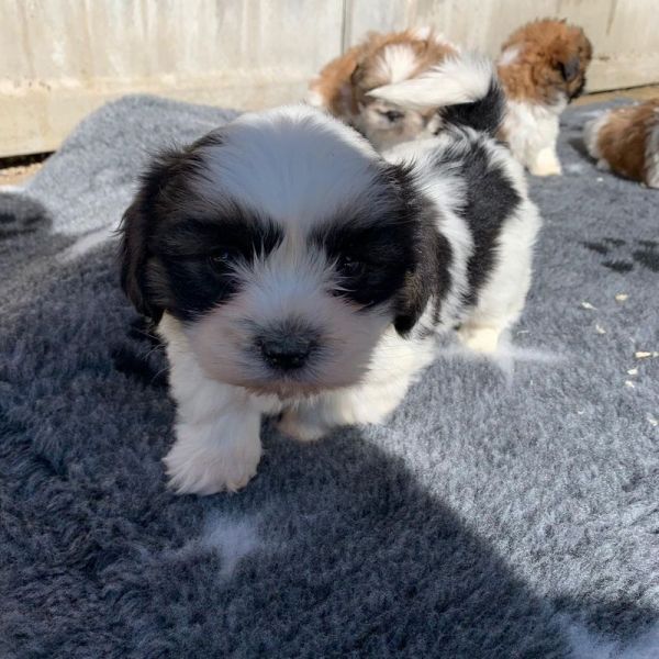 Filhotes de Shih Tzu machos e fmeas