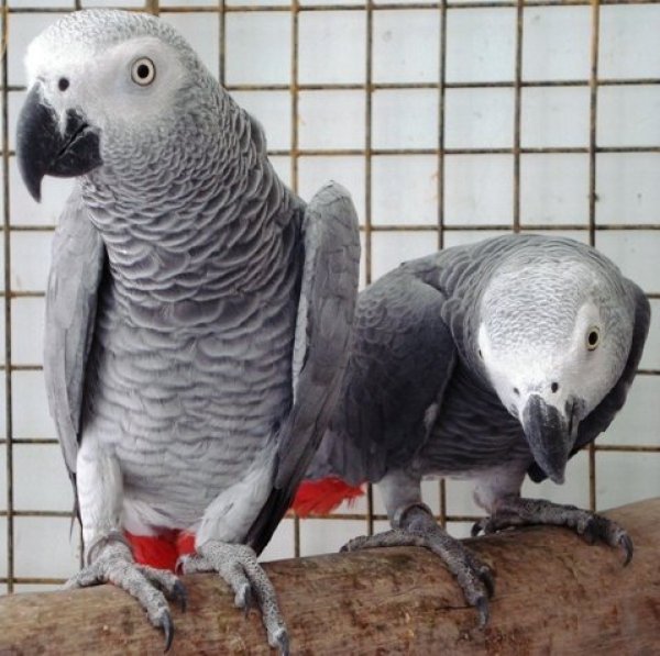 Corte africano cinzento papagaios